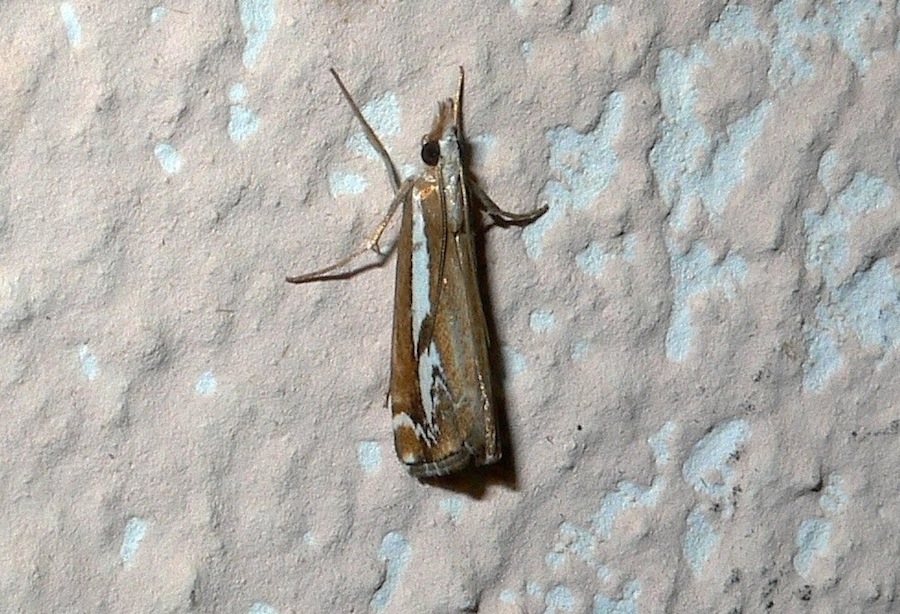 Catoptria corsicella (Duponchel 1836)